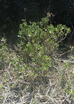 Image of <i>Cotyledon <i>orbiculata</i></i> var. orbiculata