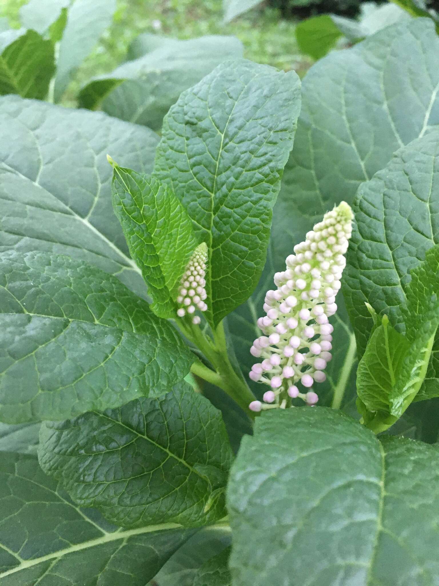 Image of Phytolacca acinosa Roxb.