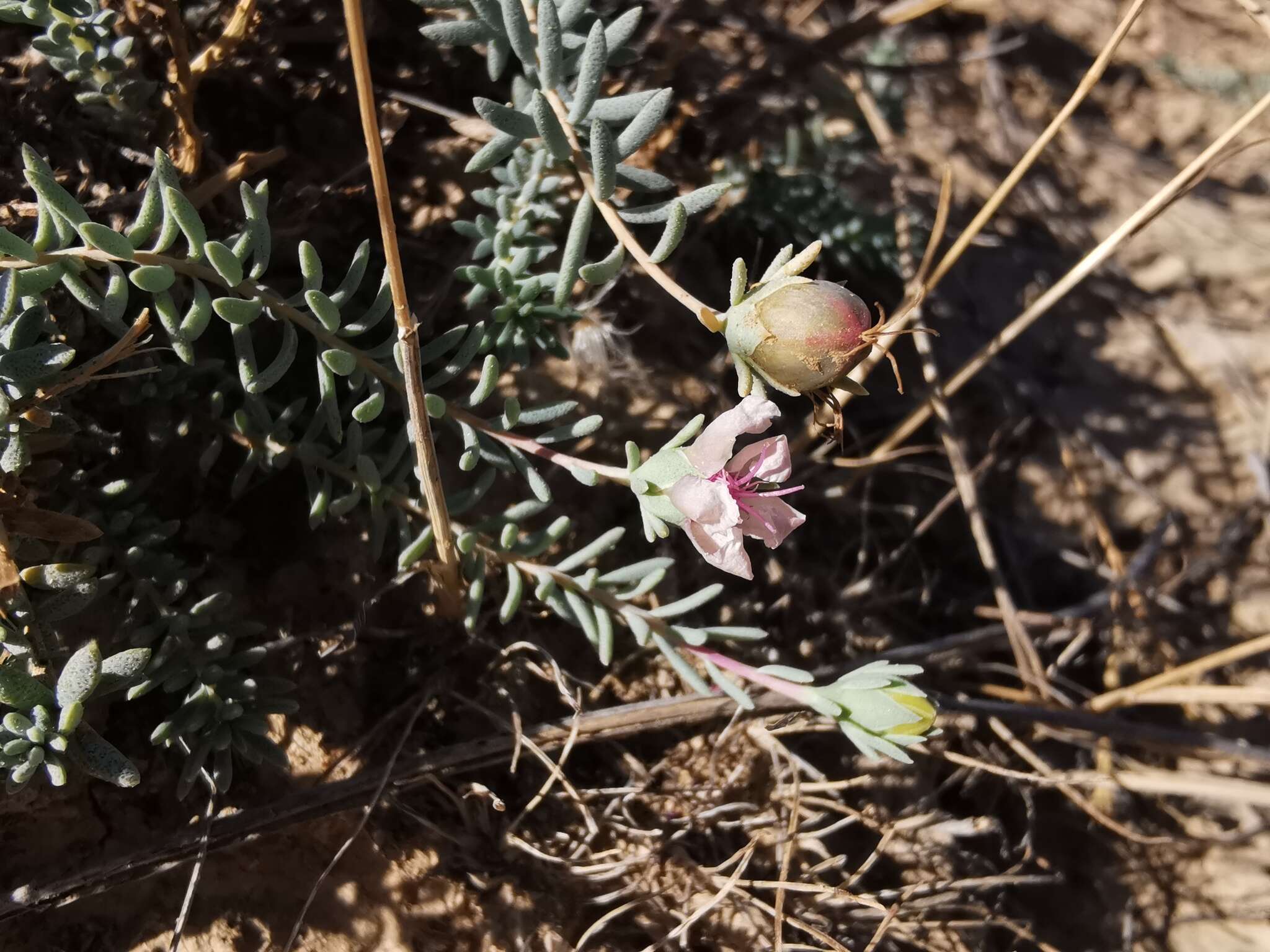 Image de Reaumuria alternifolia (Labill.) Britten