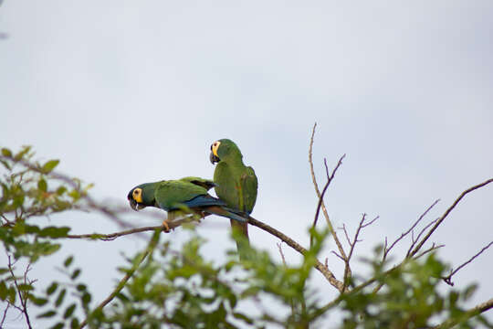 Image of Blue-winged Macaw