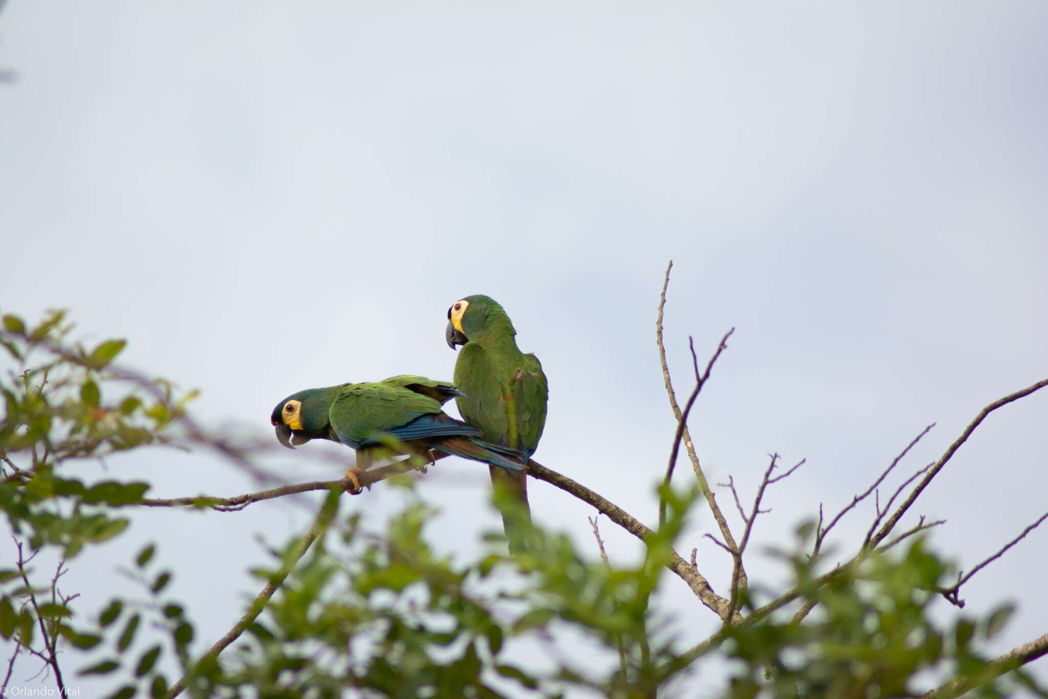 Image of Blue-winged Macaw