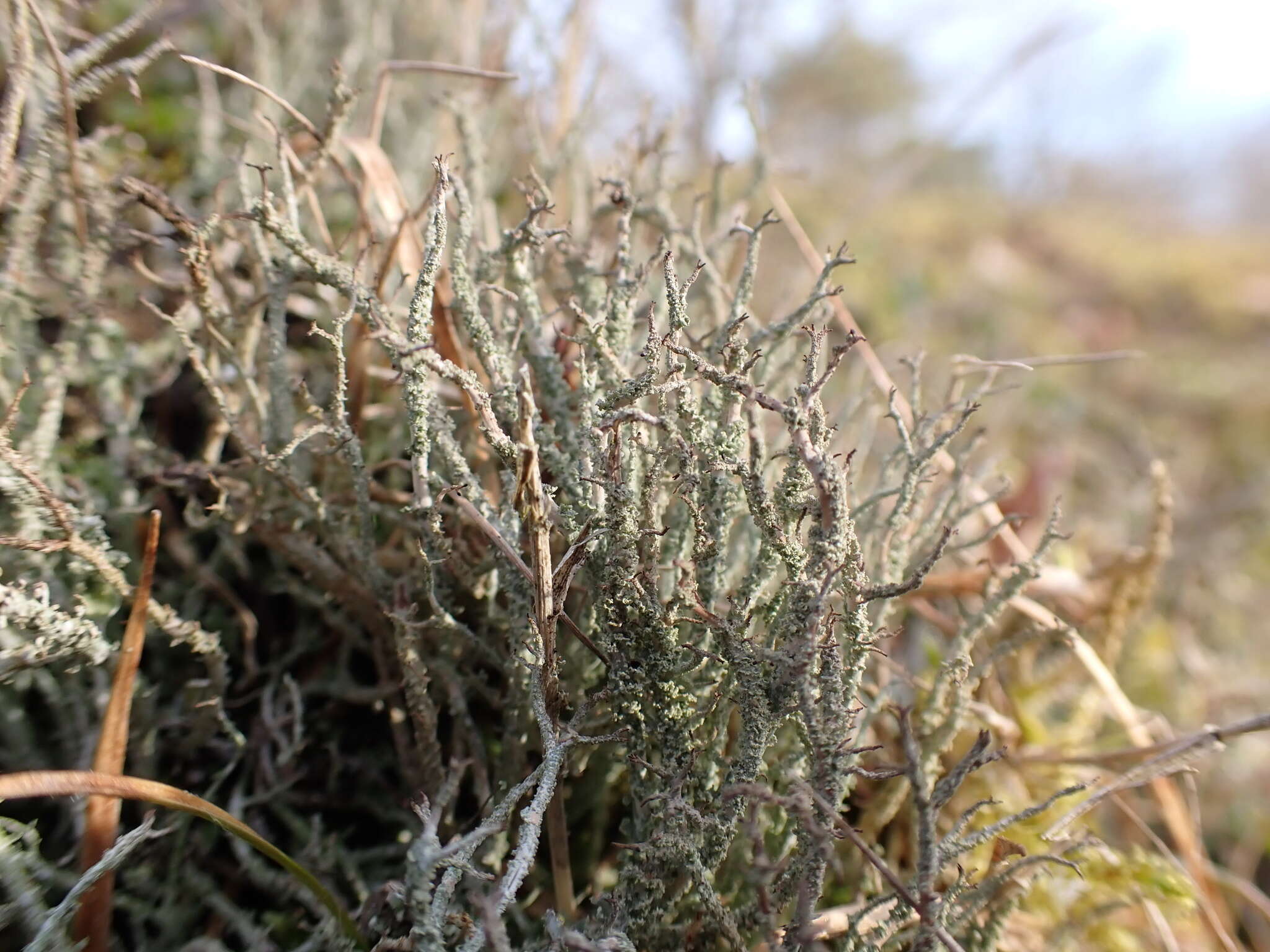 Image of cup lichen