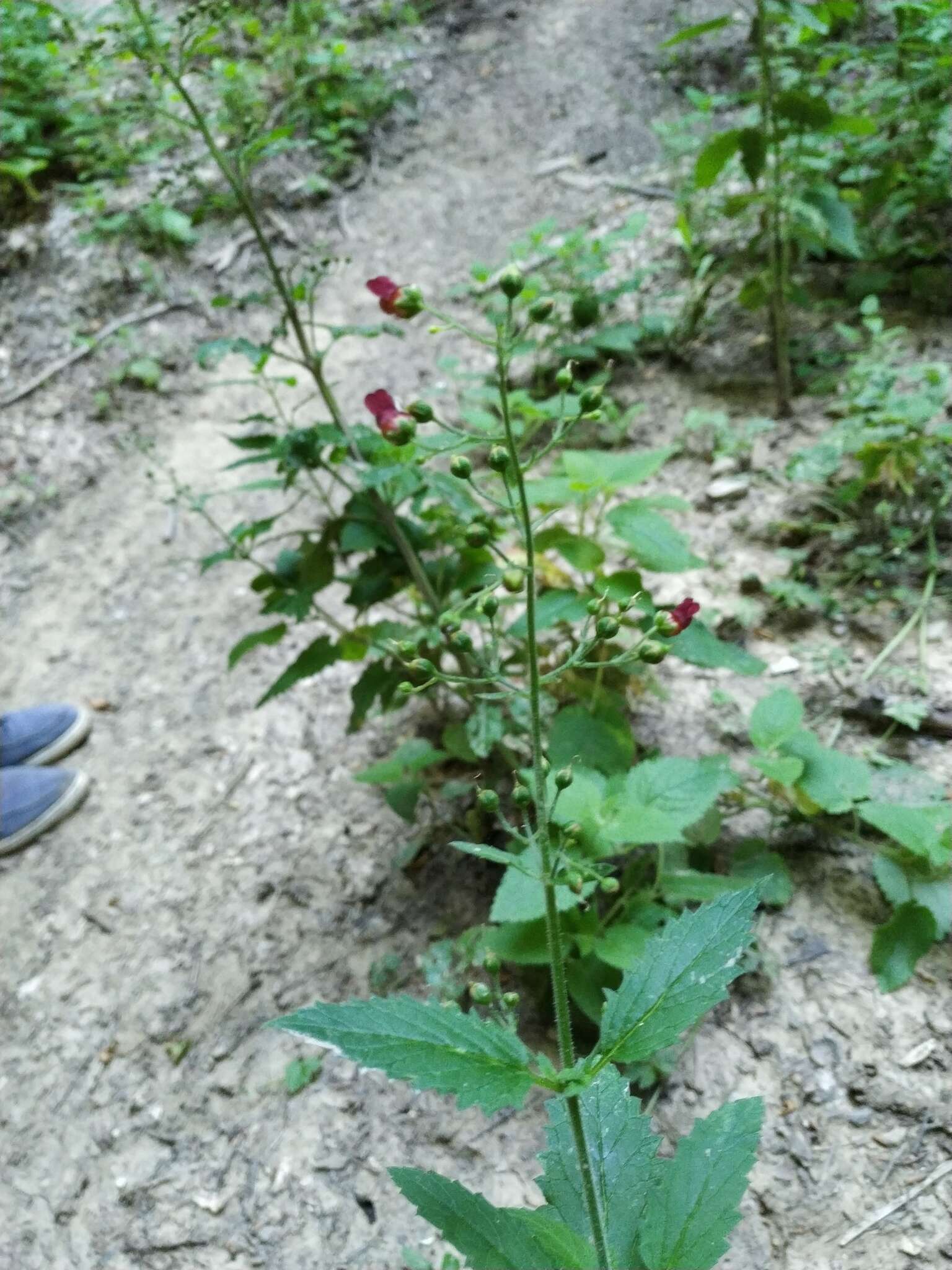 Image de Scrophularia scopolii Hoppe