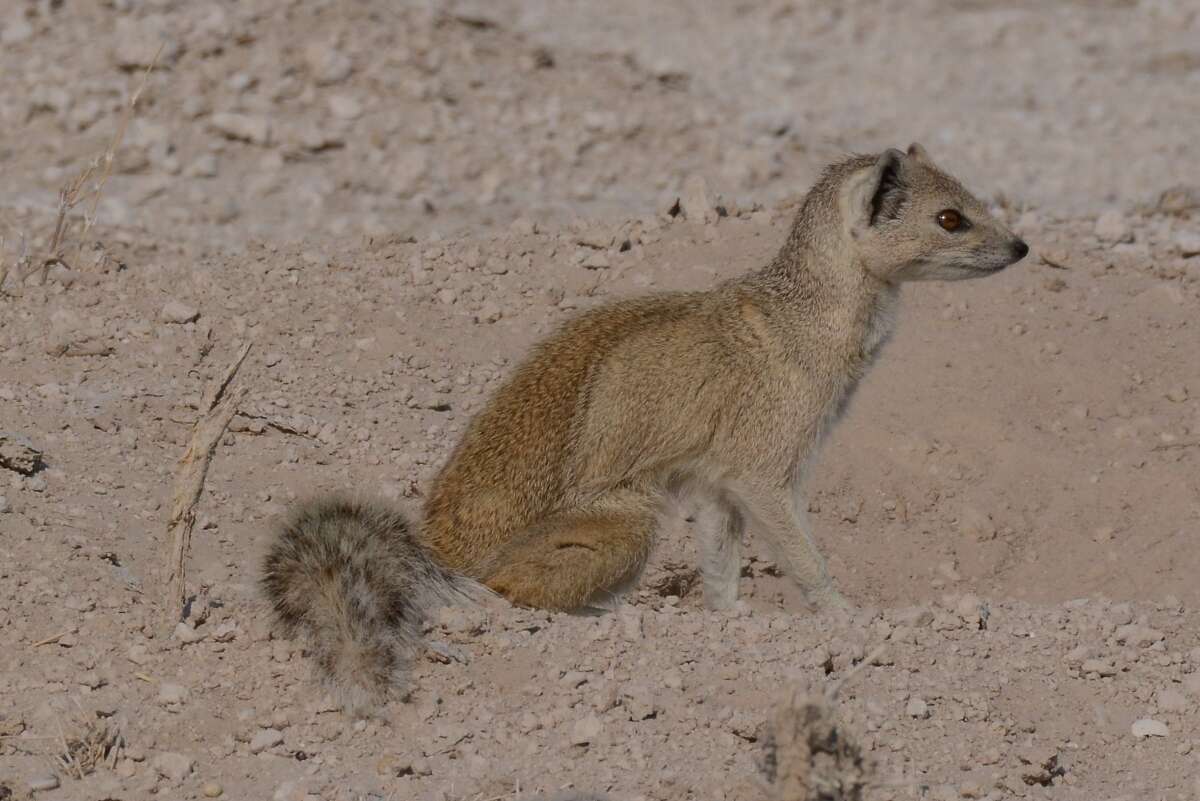 Image of Yellow Mongoose