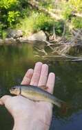 Image of Hornyhead Chub