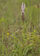 Image of Dactylorhiza grandis (Druce) P. F. Hunt