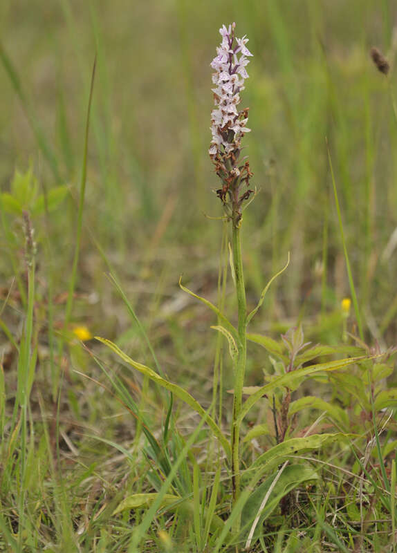 Imagem de Dactylorhiza grandis (Druce) P. F. Hunt