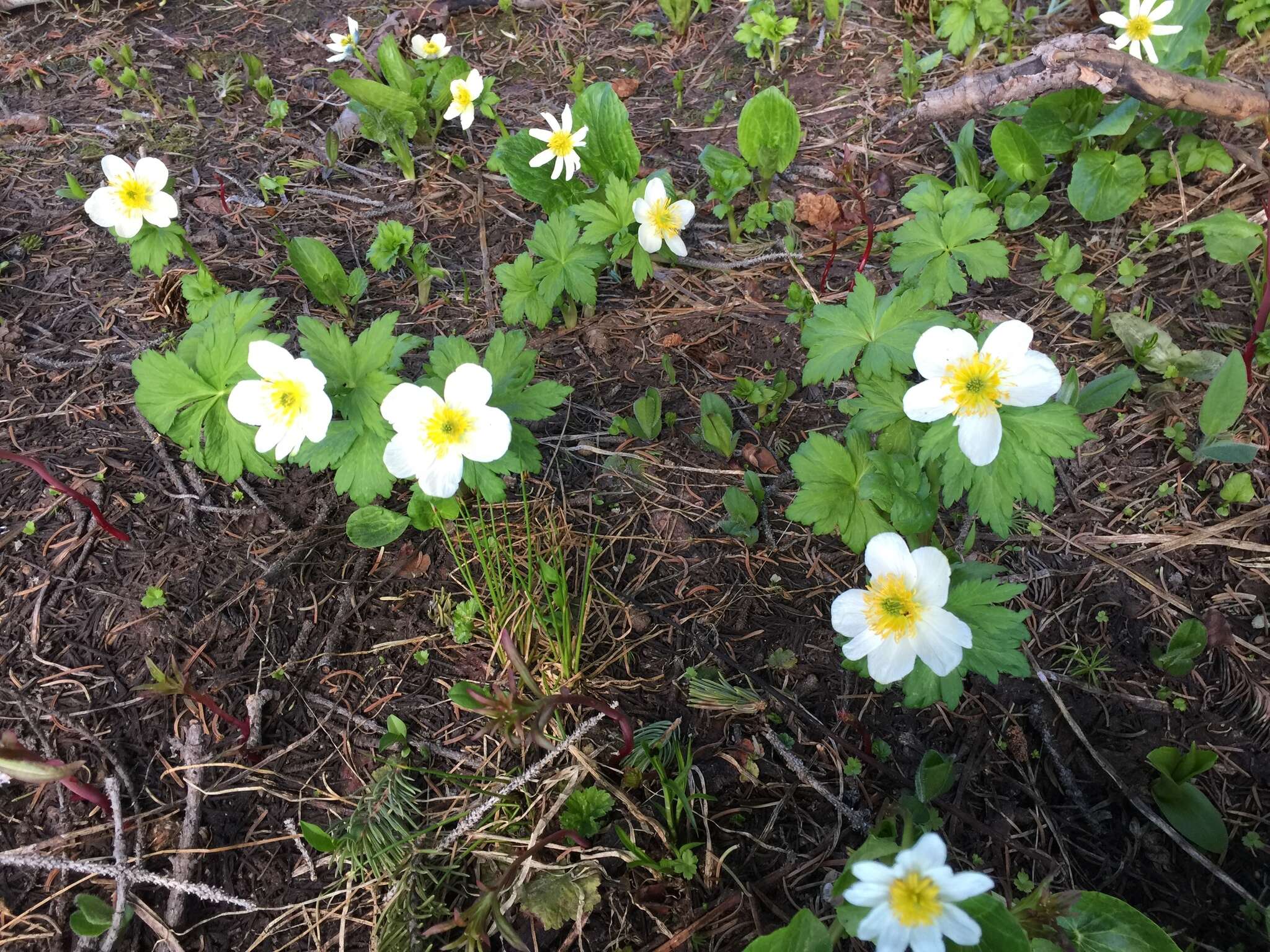 Image of American globeflower