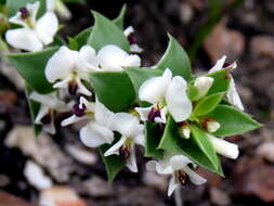 Image of Amphithalea micrantha (E. Mey.) Walp.