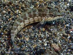 Image of Nosestripe grubfish