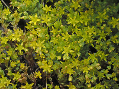 Image of Sedum praesidis H. Runemark & W. Greuter