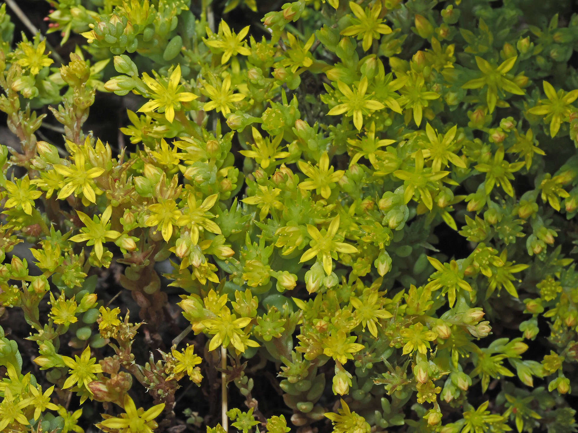 Image of Sedum praesidis H. Runemark & W. Greuter