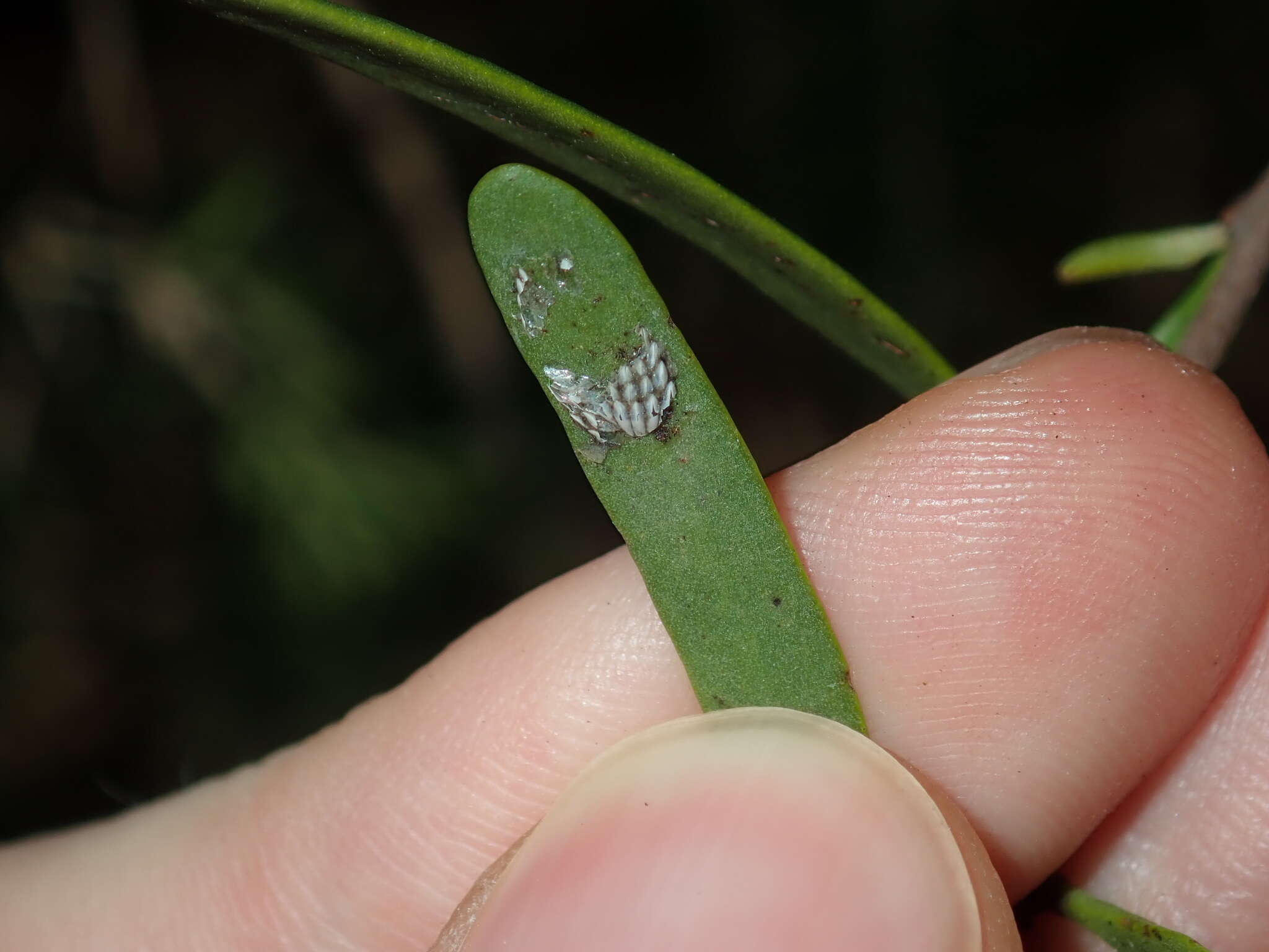 صورة Amyema gaudichaudii (DC.) Tieghem