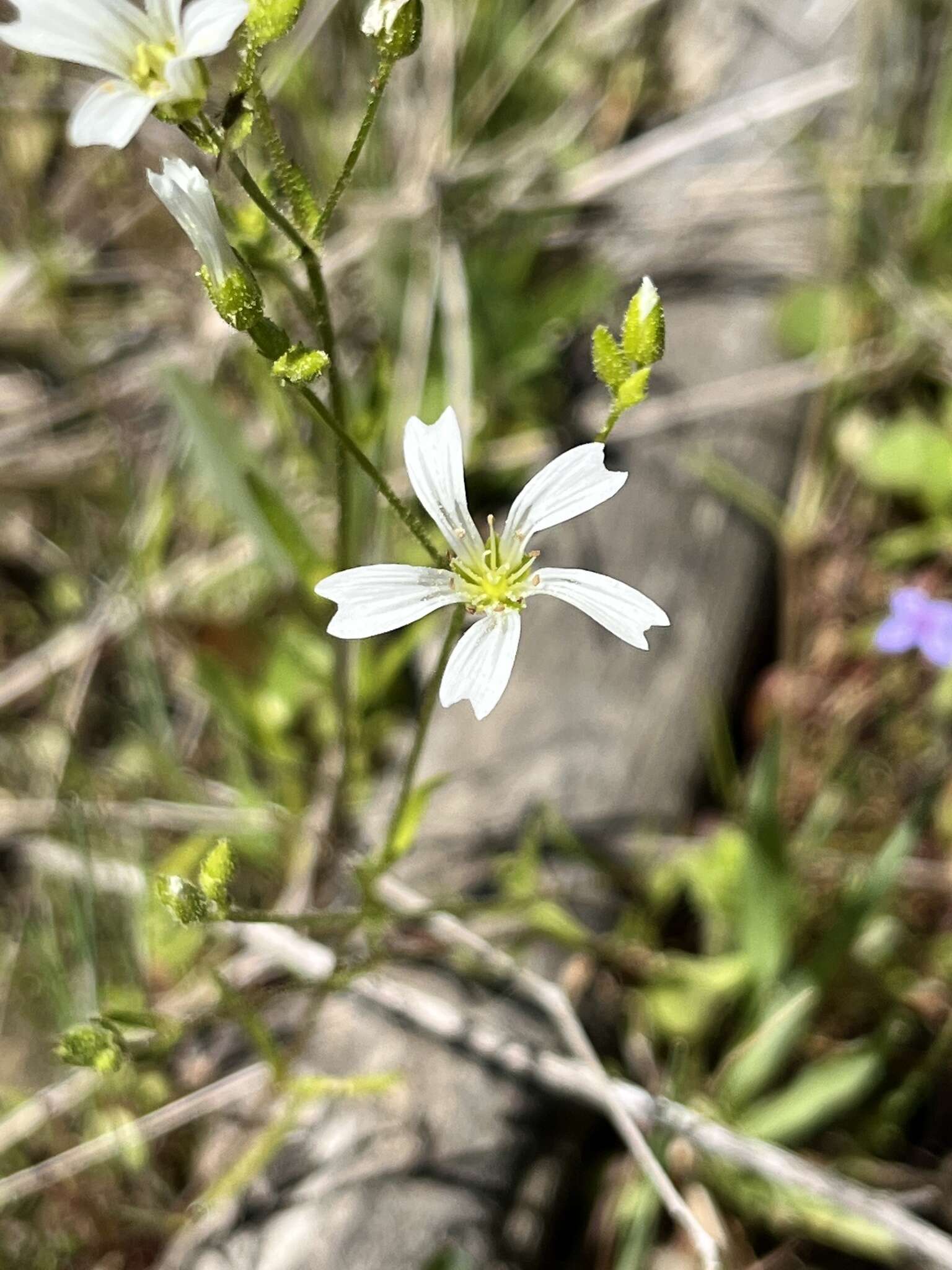 صورة Mononeuria nuttallii (Torr. & A. Gray) Dillenb. & Kadereit