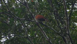 Image of Black-bellied Cuckoo