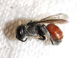 Imagem de Osmia andrenoides Spinola 1808