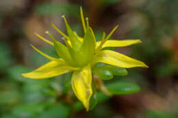 Image of Sedum erythrospermum Hayata