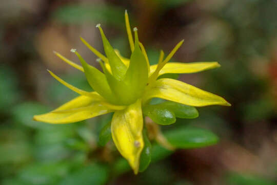 Image of Sedum erythrospermum Hayata