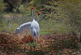 Image of Brolga