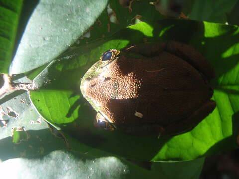 Image of Amani Forest Treefrog