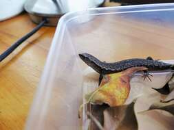 Image of Brown Skink