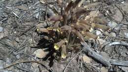 Image of clustered broomrape