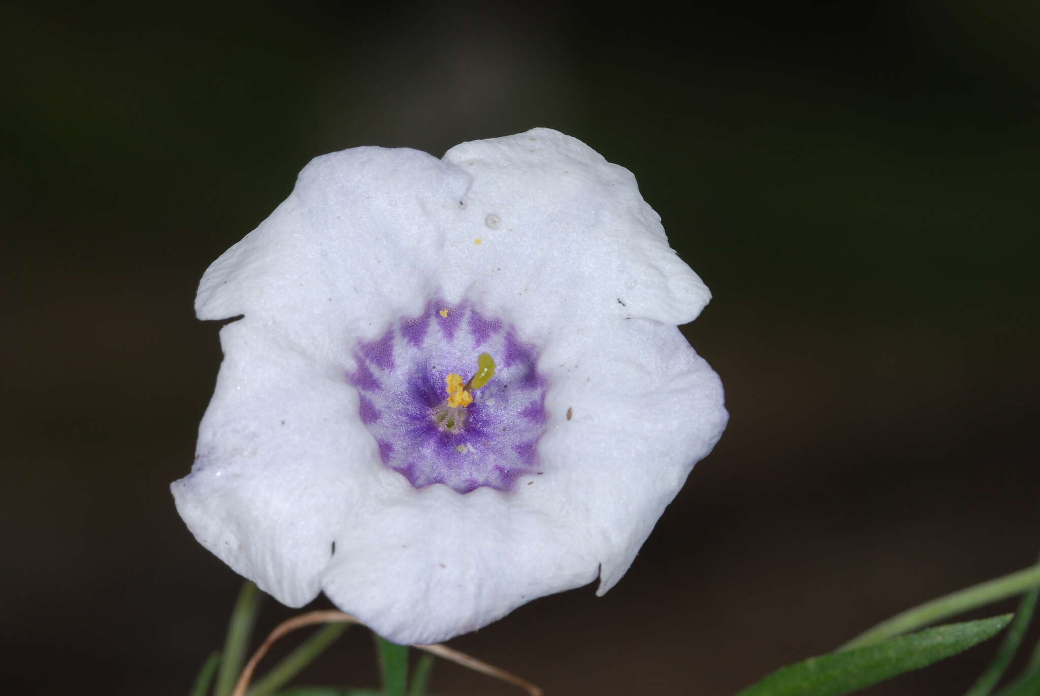 Image of Nierembergia pulchella var. pulchella