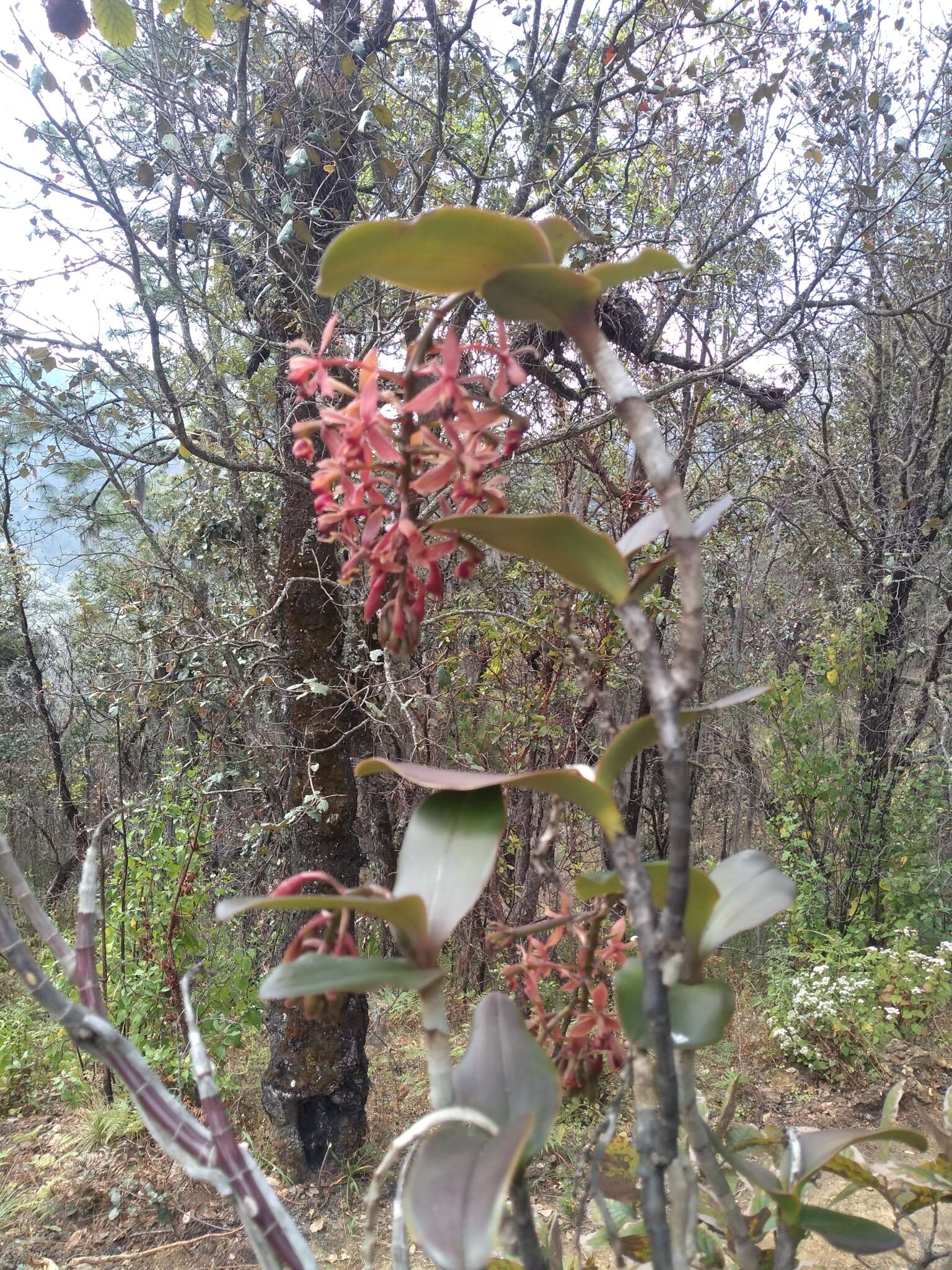 Imagem de Epidendrum radioferens (Ames, F. T. Hubb. & C. Schweinf.) Hágsater