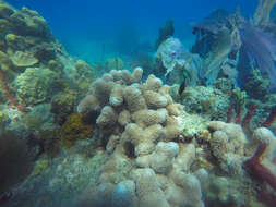 Image of Finger Coral