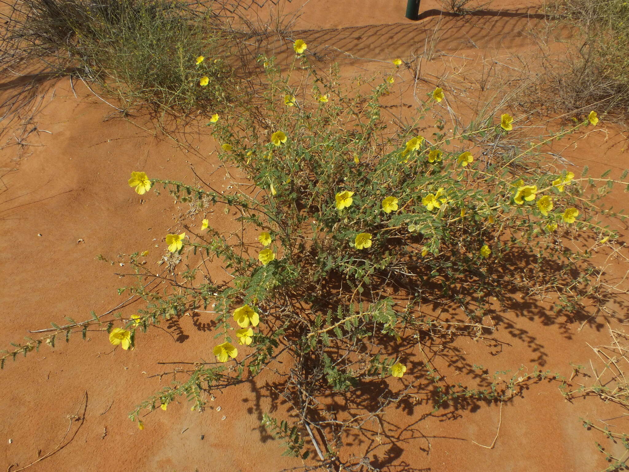 Plancia ëd Tribulus omanense H. Hosni