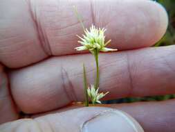 Plancia ëd Rhynchospora alba (L.) Vahl