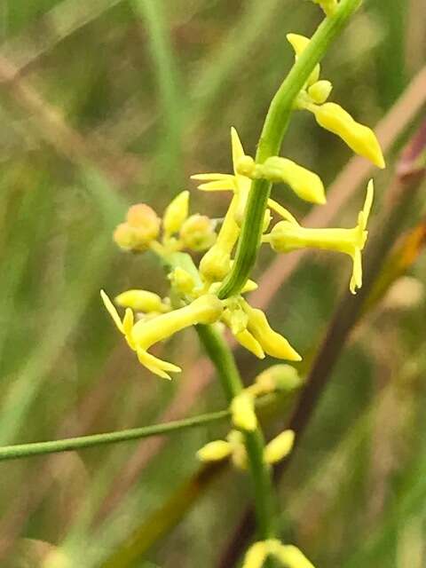 Image of Stackhousia viminea Sm.