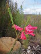 Image of Erica regia subsp. mariae (Guthrie & Bolus) E. G. H. Oliv. & I. M. Oliv.