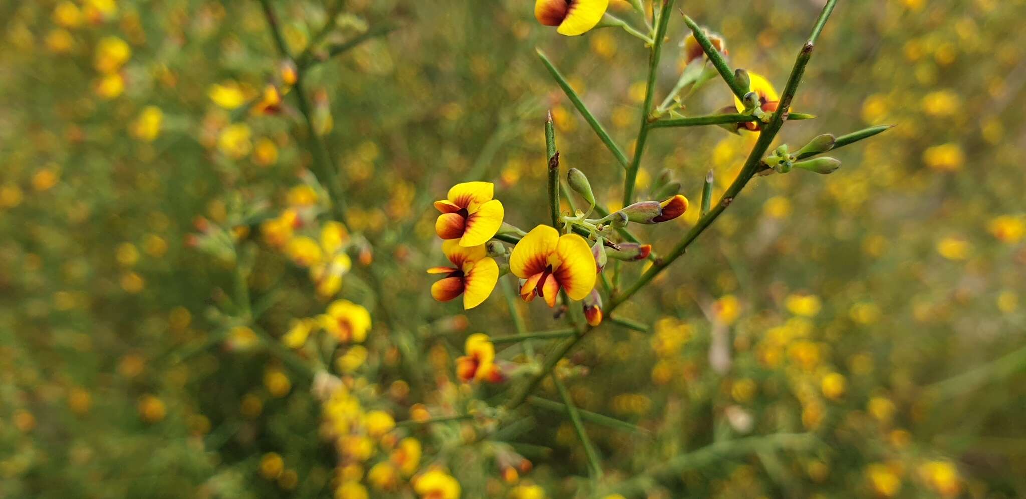 Image of Daviesia genistifolia Benth.