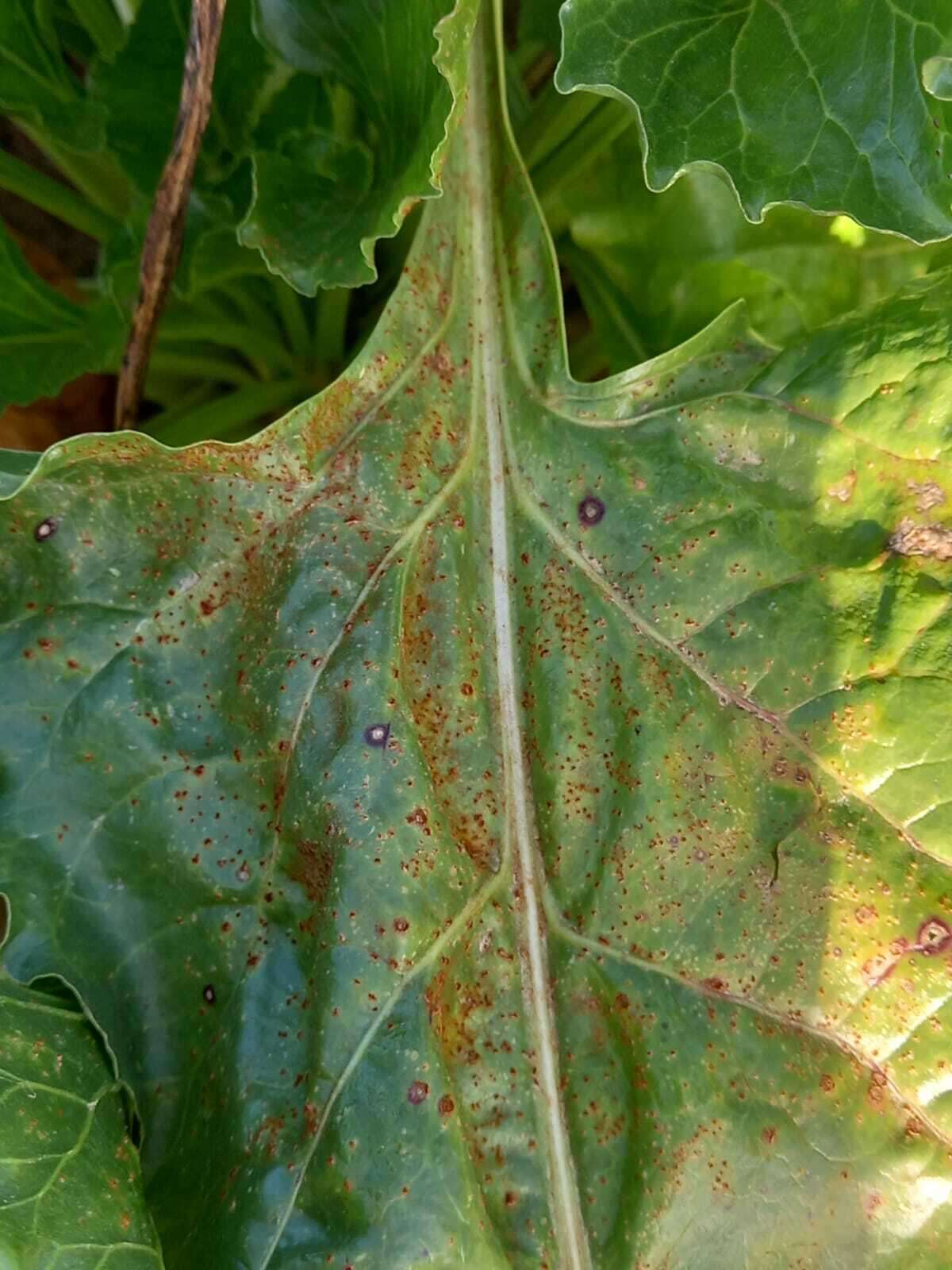 Image of Uromyces beticola (Bellynck) Boerema, Loer. & Hamers 1987