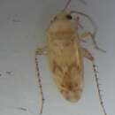 Image of Monospatha distincta Eyles & Schuh 2003