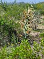 Plancia ëd Agave brunnea S. Watson