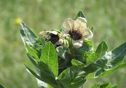 Image of black henbane