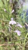 Image of Canby's Lobelia