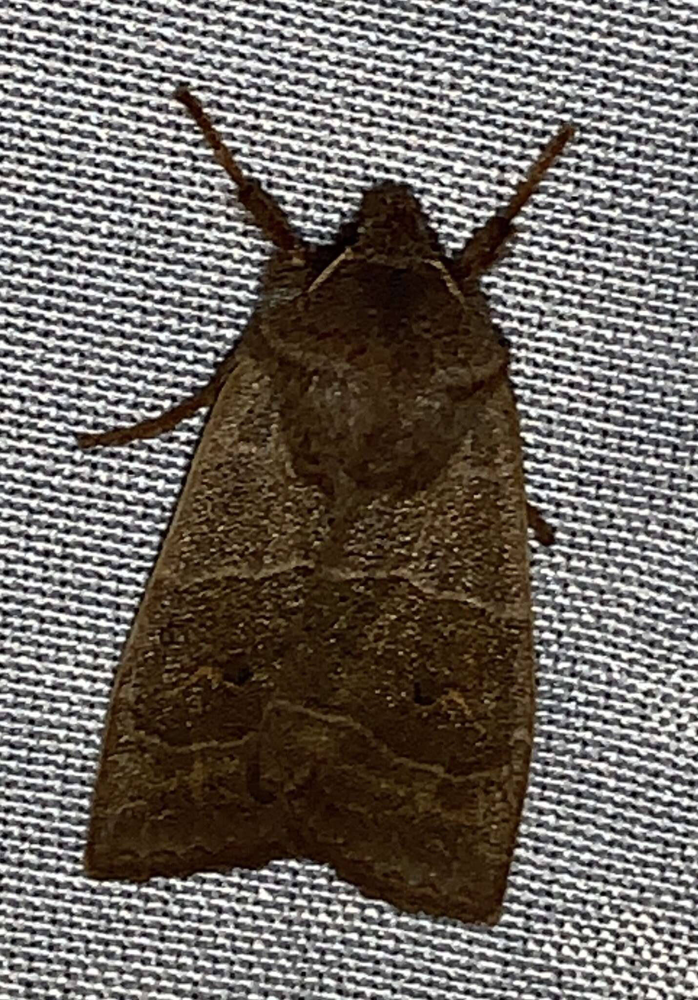 Image of Morrison's Sallow