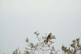 Plancia ëd Emberiza lathami Gray & JE 1831