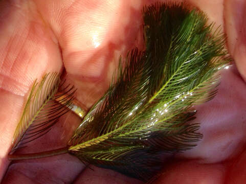 Image of Eurasian Water-Milfoil