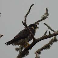 Image of Falco peregrinus minor Bonaparte 1850