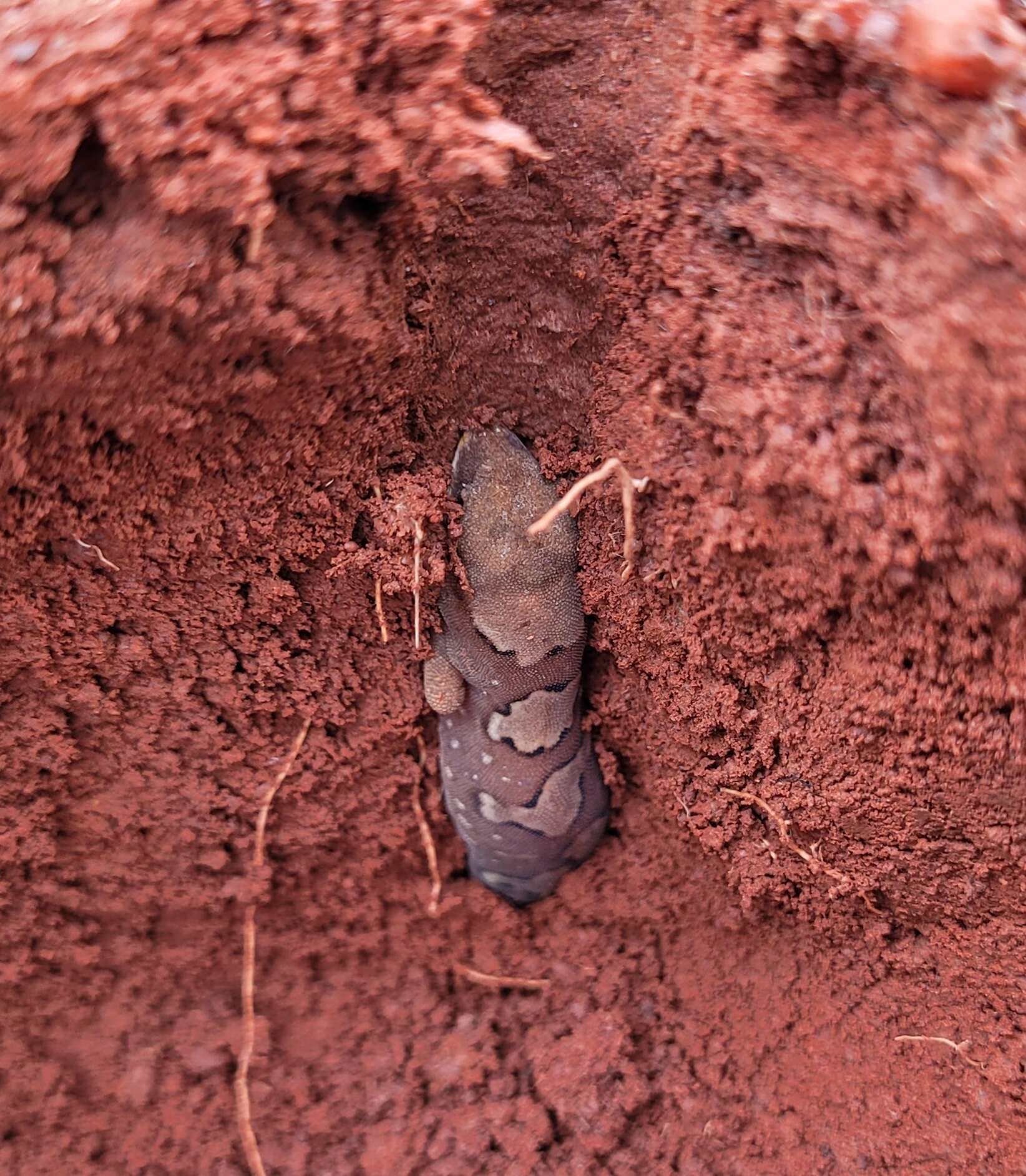 Imagem de Diplodactylus pulcher (Steindachner 1870)