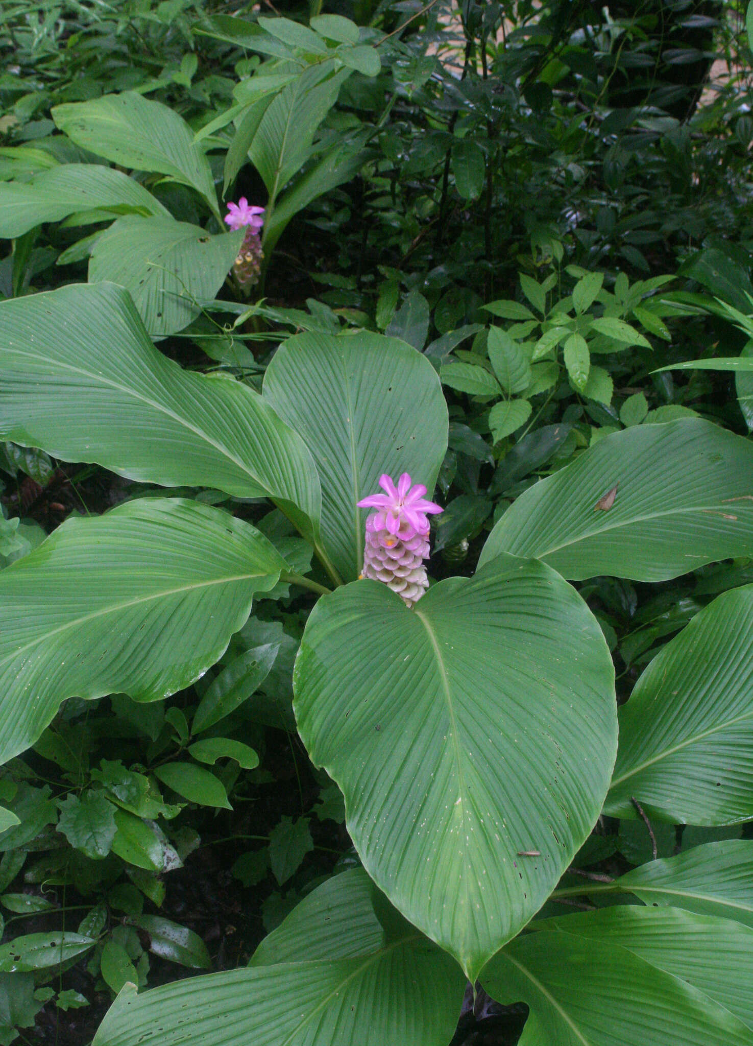 Imagem de Curcuma petiolata Roxb.