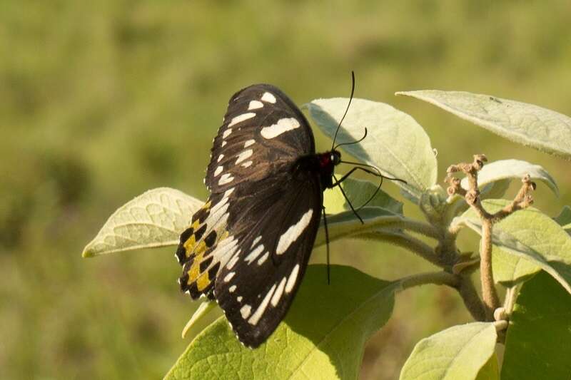 Слика од Ornithoptera richmondia (Gray (1853))