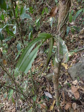 Image of Pomatocalpa spicatum Breda