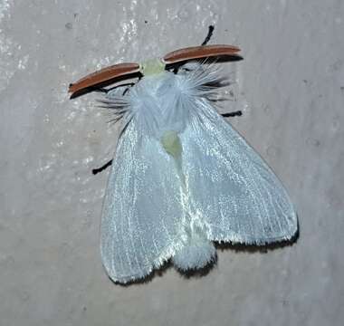 Image of White Flannel Moth