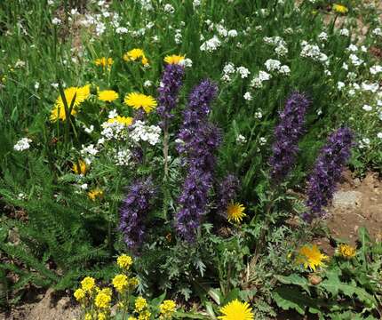 Image of silky phacelia