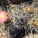 Imagem de Austrocactus longicarpus